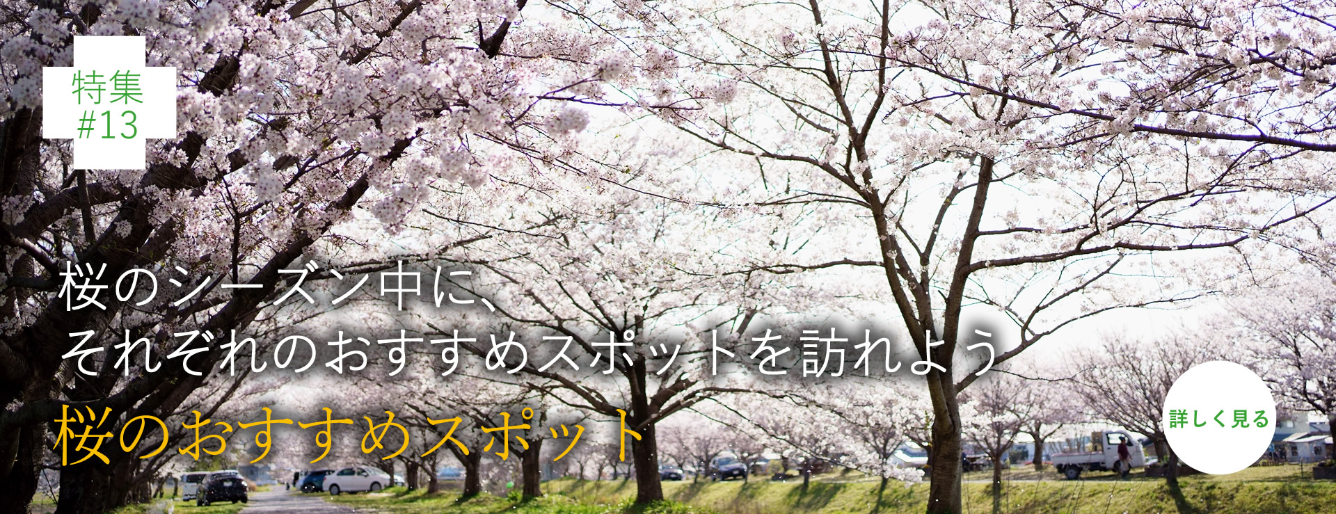 桜のシーズン中に、それぞれのおすすめスポットを訪れよう 桜のおすすめスポット
