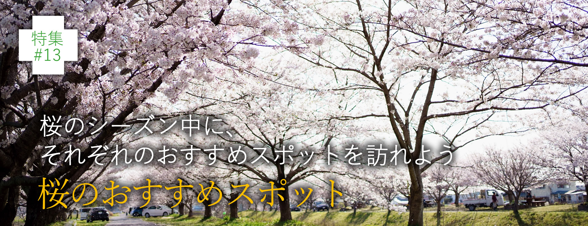 特集13　桜のおすすめスポット